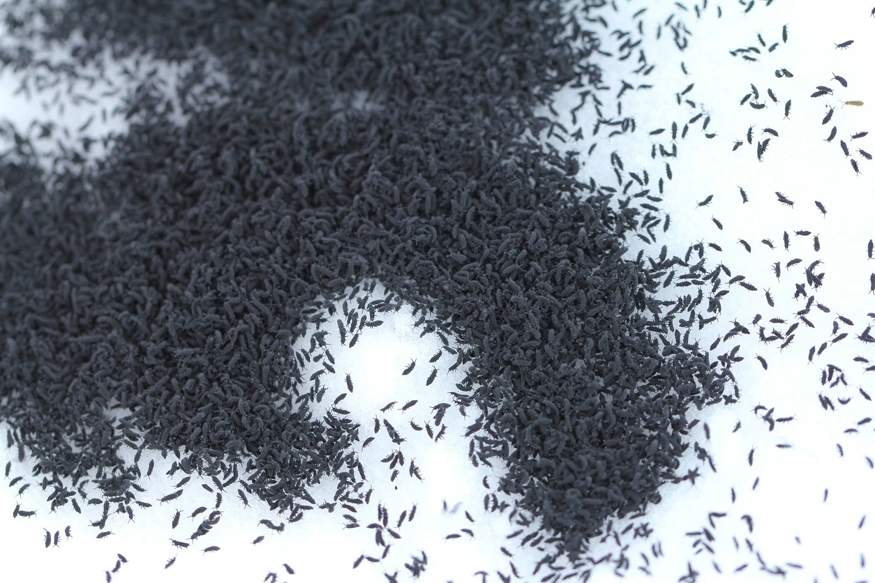 Large group of black snow fleas clustered in snow